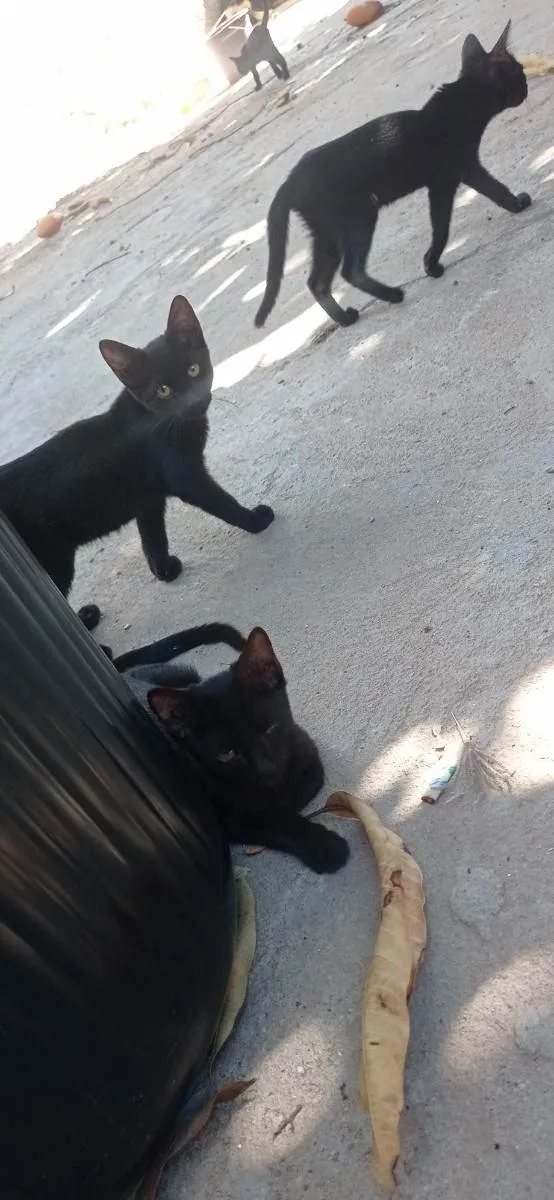 Gato ra a SRD idade 2 a 6 meses nome Sem nome