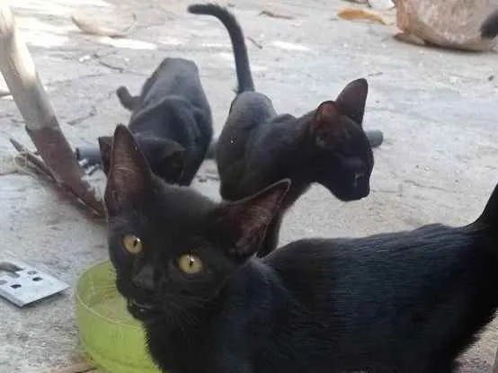 Gato ra a SRD idade 2 a 6 meses nome Sem nome