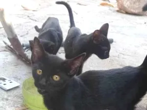 Gato raça SRD idade 2 a 6 meses nome Sem nome