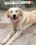Cachorro raça Golden  idade 2 anos nome Lena 
