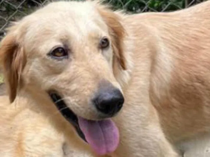 Cachorro raça Golden  idade 2 anos nome Lena 