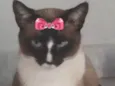Nicole 