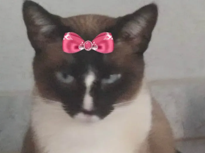 Gato ra a Mestiça  idade 2 anos nome Nicole 
