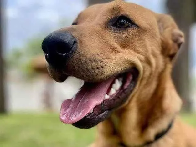 Cachorro raça SRD idade 7 a 11 meses nome Billy Paul