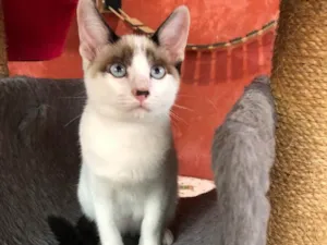 Gato raça Srd idade 2 a 6 meses nome maninhos de Vivara