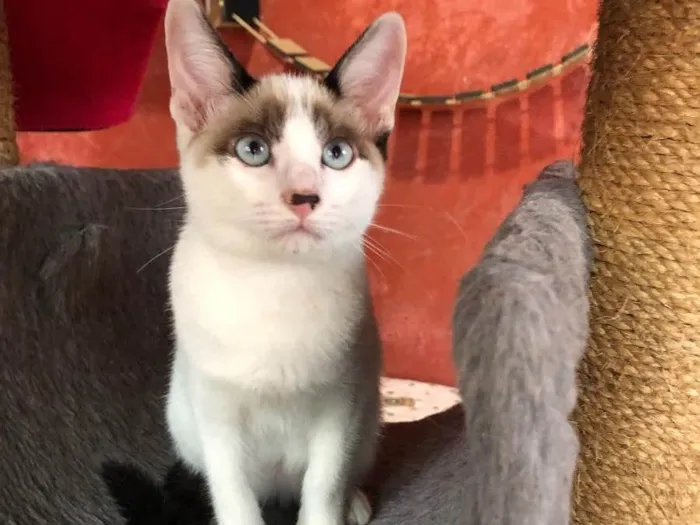 Gato raça Srd idade 2 a 6 meses nome maninhos de Vivara