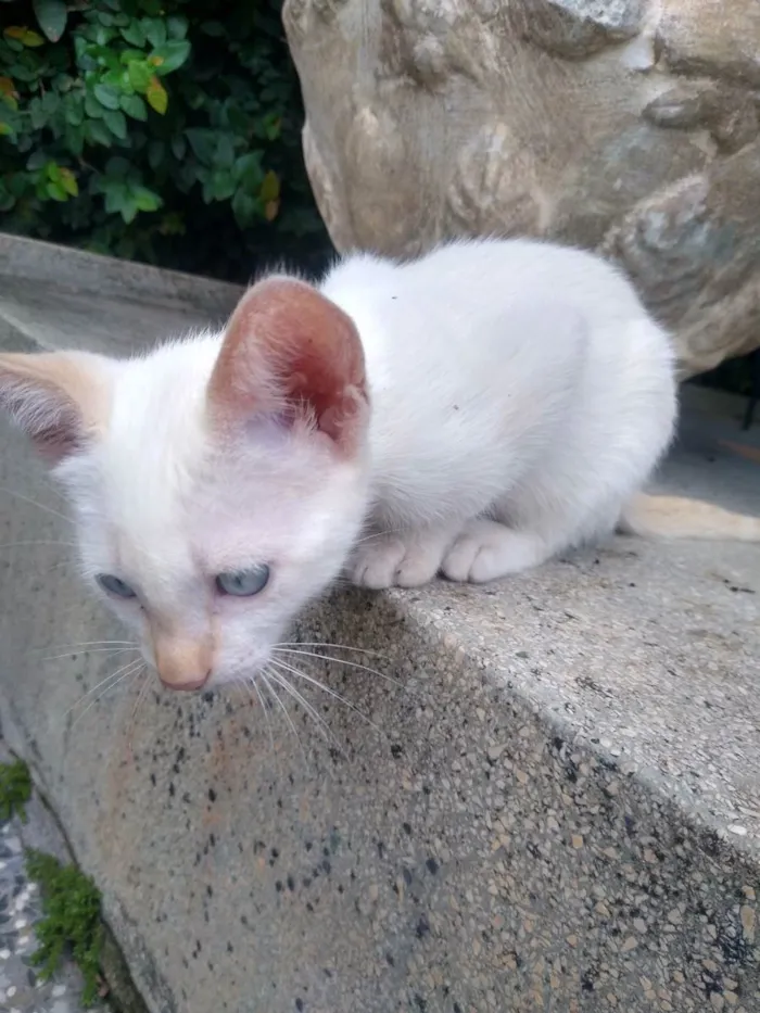 Gato ra a Não identificada idade Abaixo de 2 meses nome Apolo