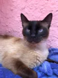 Gato raça Siames  idade 7 a 11 meses nome Natalia 