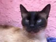 Gato raça Siames  idade 7 a 11 meses nome Natalia 