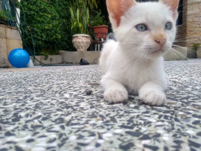 Gato ra a Não identificada idade Abaixo de 2 meses nome Apolo