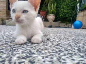 Gato raça Não identificada idade Abaixo de 2 meses nome Apolo