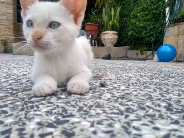 Gato ra a Não identificada idade Abaixo de 2 meses nome Apolo