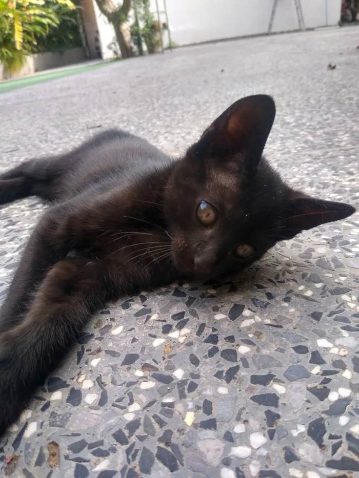 Gato ra a Não identificada idade Abaixo de 2 meses nome Shiva