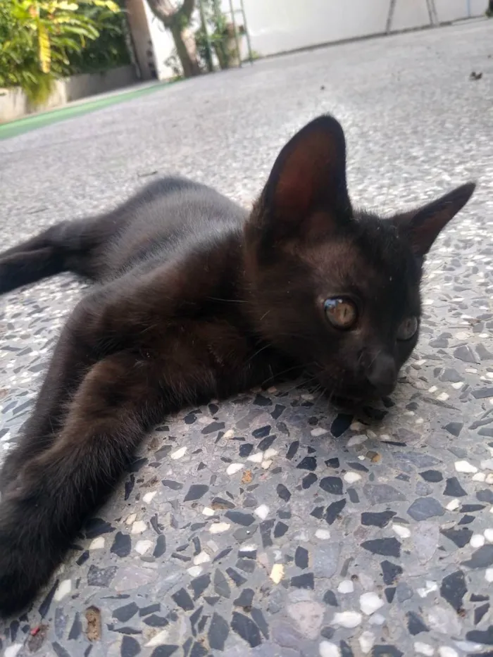 Gato ra a Não identificada idade Abaixo de 2 meses nome Shiva