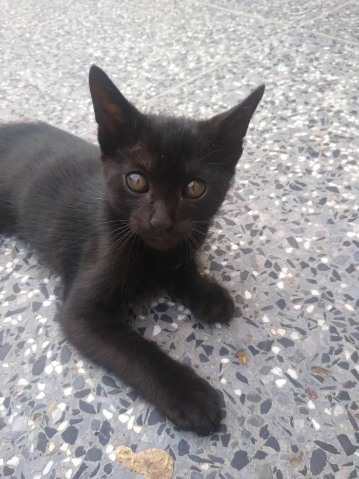 Gato ra a Não identificada idade Abaixo de 2 meses nome Shiva