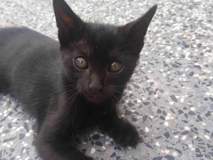 Gato ra a Não identificada idade Abaixo de 2 meses nome Shiva