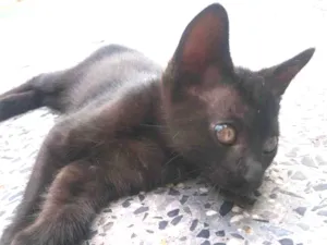 Gato raça Não identificada idade Abaixo de 2 meses nome Shiva