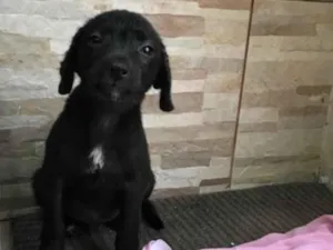 Cachorro raça vira- lata idade Abaixo de 2 meses nome Apelidei de Pretinha