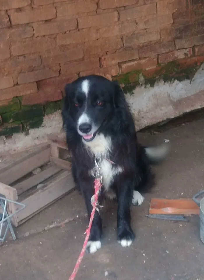 Cachorro ra a Border Collie idade 2 anos nome Sirius e Lua