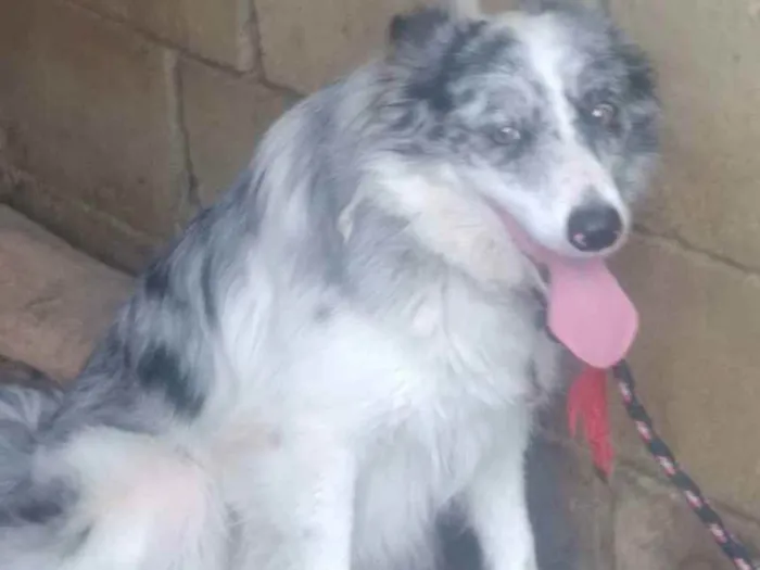Cachorro ra a Border Collie idade 2 anos nome Sirius e Lua