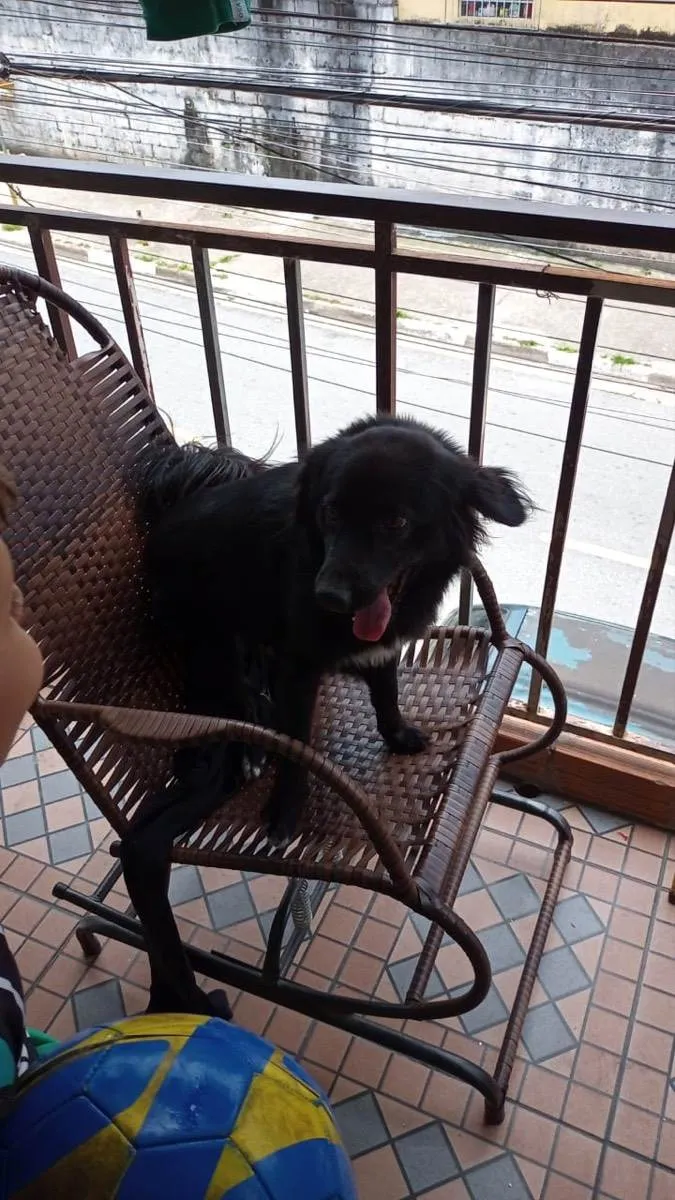 Cachorro ra a Srd  idade 2 anos nome Sem nome 