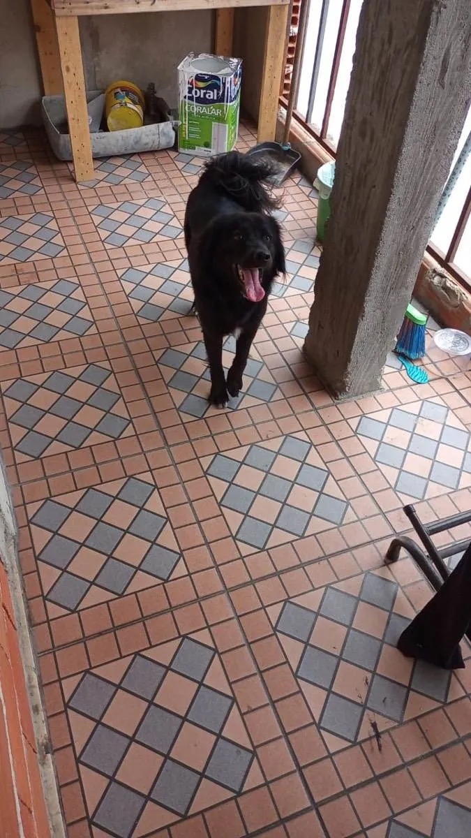 Cachorro ra a Srd  idade 2 anos nome Sem nome 