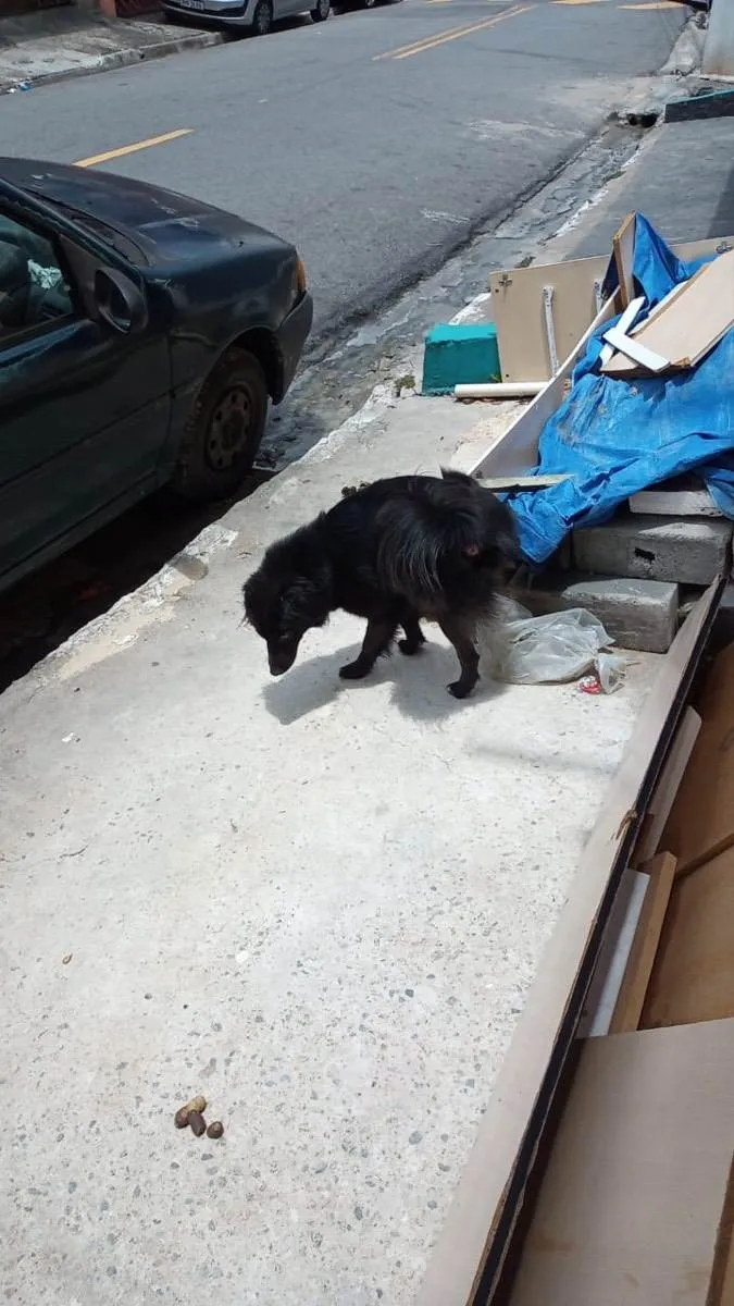 Cachorro ra a Srd  idade 2 anos nome Sem nome 