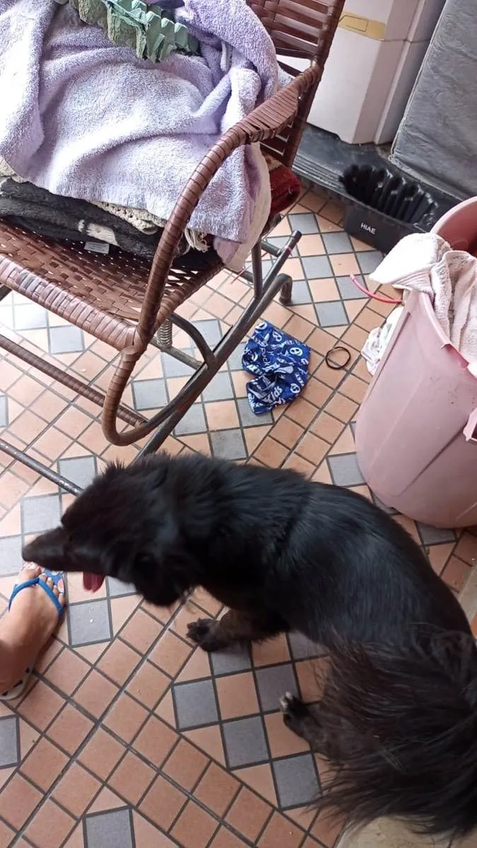 Cachorro ra a Srd  idade 2 anos nome Sem nome 