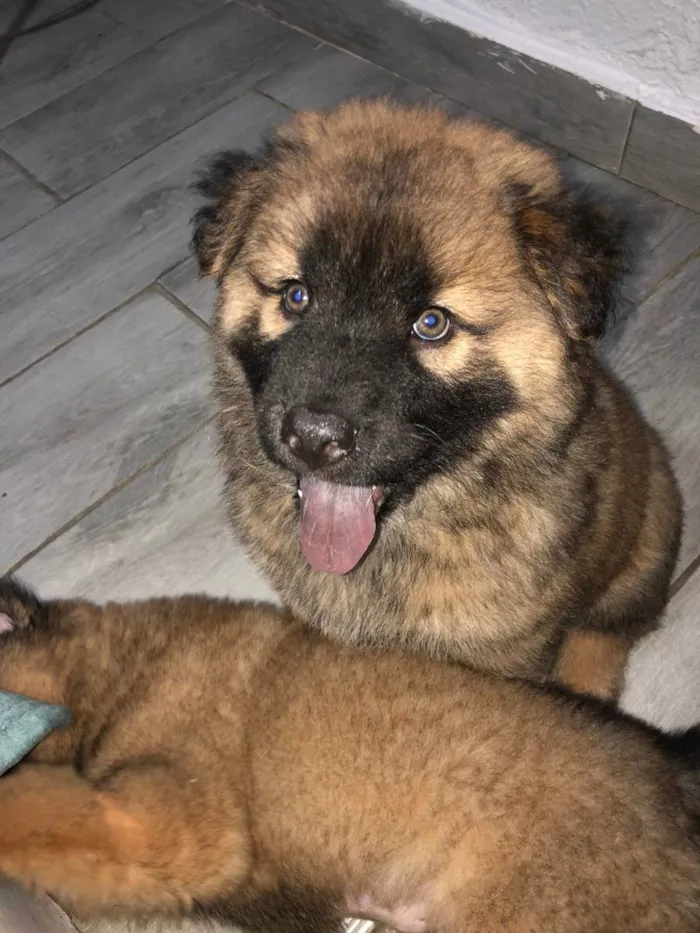 Cachorro raça Mix de chow chow idade 2 a 6 meses nome Mufasa