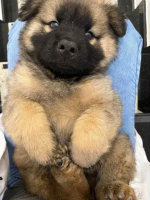 Cachorro raça Mix de chow chow idade 2 a 6 meses nome Mufasa