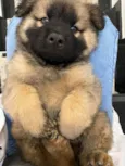 Cachorro raça Mix de chow chow idade 2 a 6 meses nome Mufasa