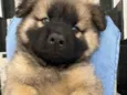 Cachorro raça Mix de chow chow idade 2 a 6 meses nome Mufasa