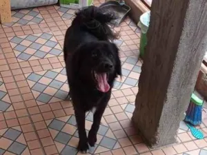 Cachorro raça Srd  idade 2 anos nome Sem nome 