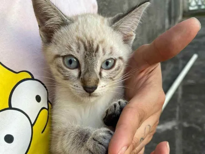 Gato raça Siameza  idade 2 a 6 meses nome Penélope 