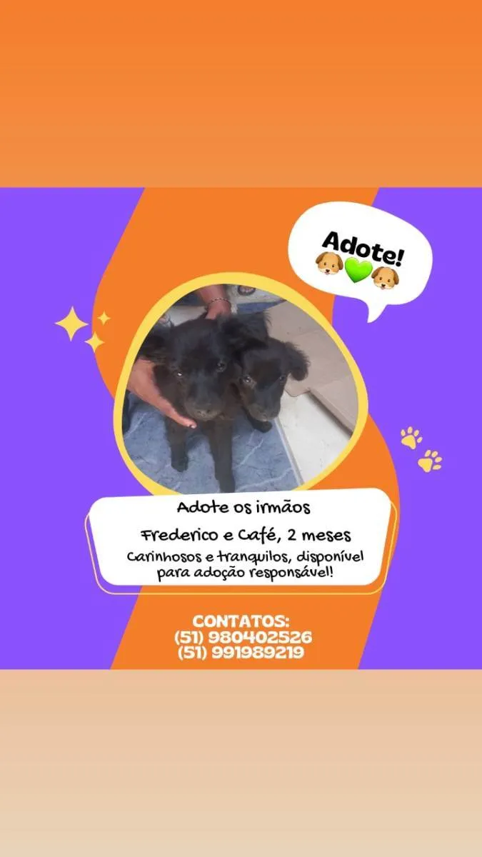 Cachorro ra a - idade 2 a 6 meses nome Frederico e Café 