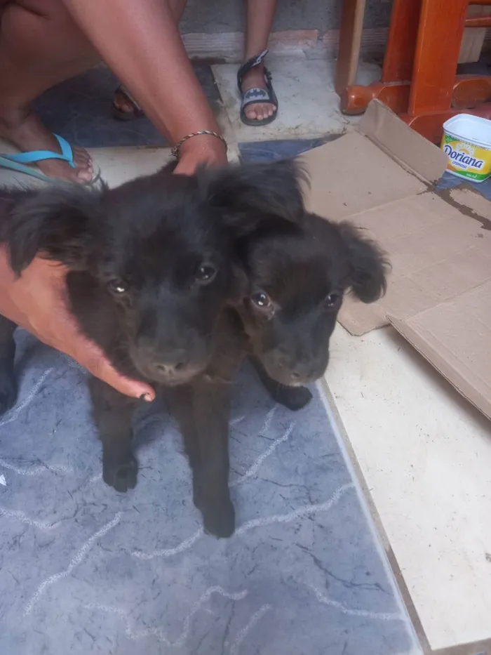 Cachorro ra a - idade 2 a 6 meses nome Frederico e Café 