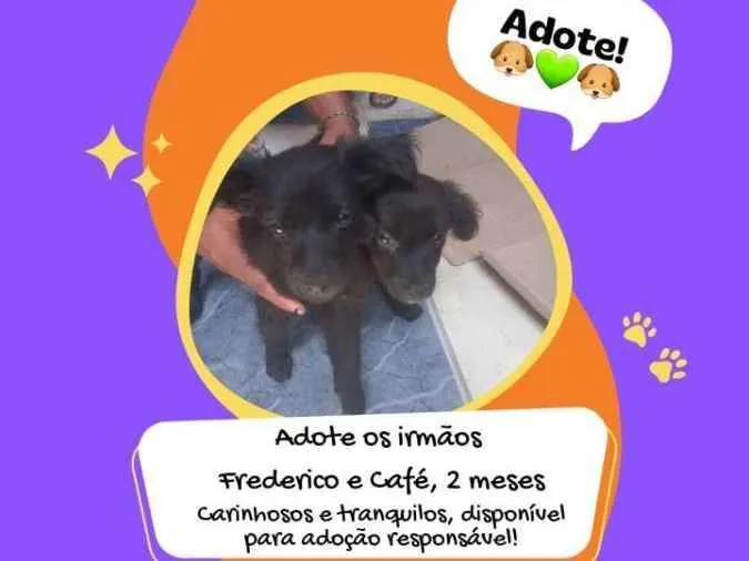 Cachorro ra a - idade 2 a 6 meses nome Frederico e Café 