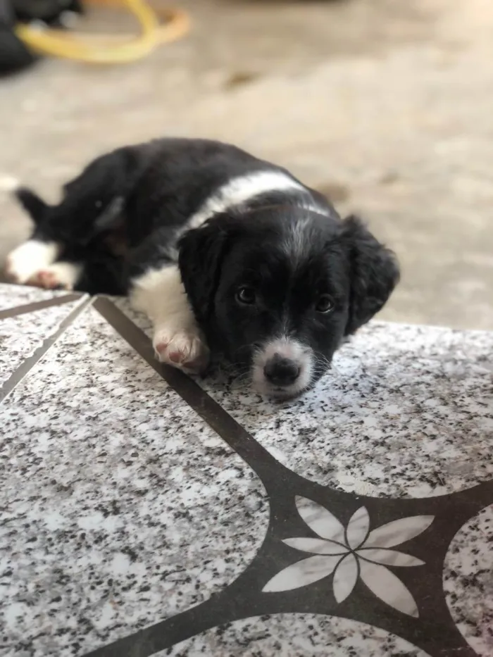 Cachorro ra a Vira-Lata idade Abaixo de 2 meses nome Aurora