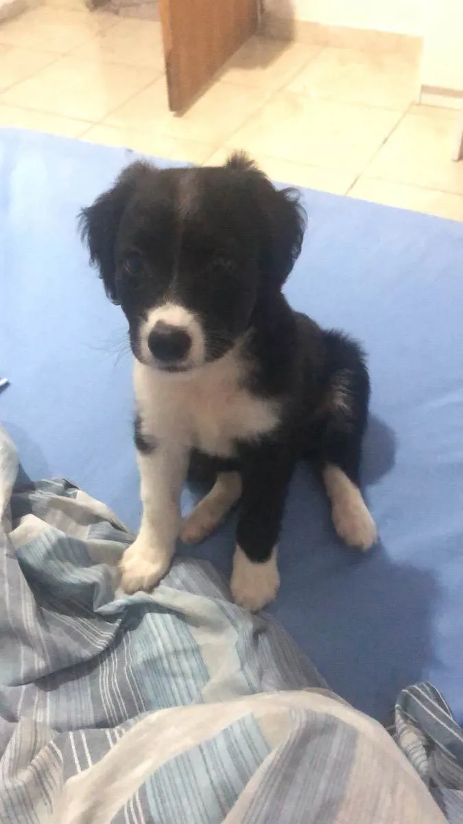 Cachorro ra a Vira-Lata idade Abaixo de 2 meses nome Aurora