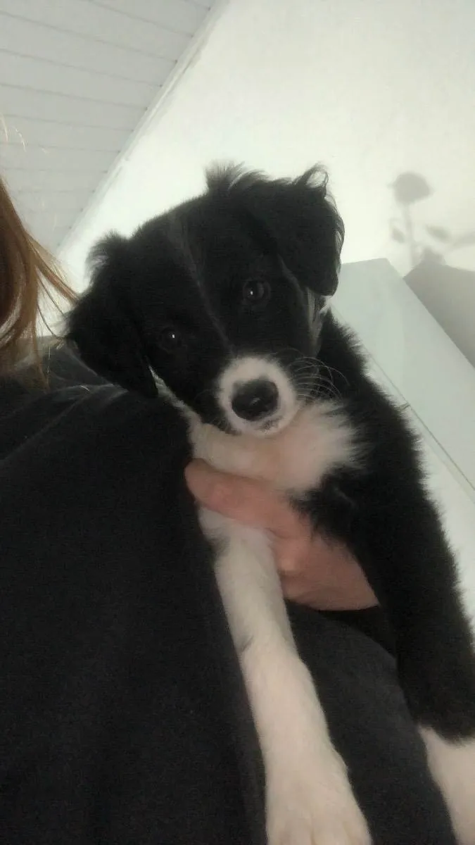 Cachorro ra a Vira-Lata idade Abaixo de 2 meses nome Aurora