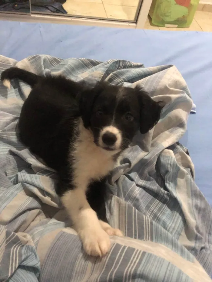 Cachorro ra a Vira-Lata idade Abaixo de 2 meses nome Aurora