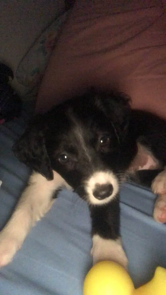Cachorro ra a Vira-Lata idade Abaixo de 2 meses nome Aurora