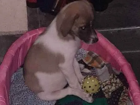 Cachorro raça Vira lata  idade 2 a 6 meses nome Luna, Mel