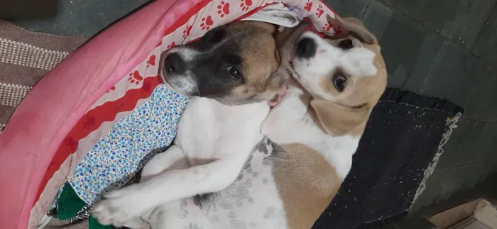 Cachorro raça Vira lata  idade 2 a 6 meses nome Luna, Mel