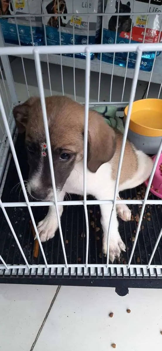 Cachorro raça Vira lata  idade 2 a 6 meses nome Luna, Mel