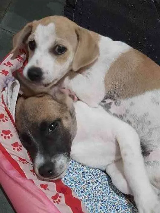 Cachorro raça Vira lata  idade 2 a 6 meses nome Luna, Mel