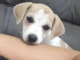 Luna, Mel