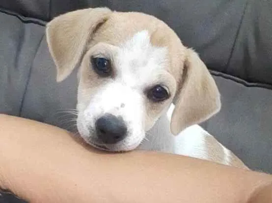 Cachorro raça Vira lata  idade 2 a 6 meses nome Luna, Mel