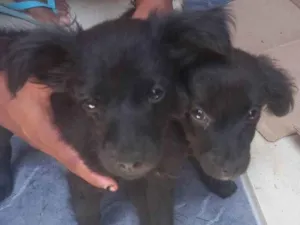 Cachorro raça - idade 2 a 6 meses nome Frederico e Café 