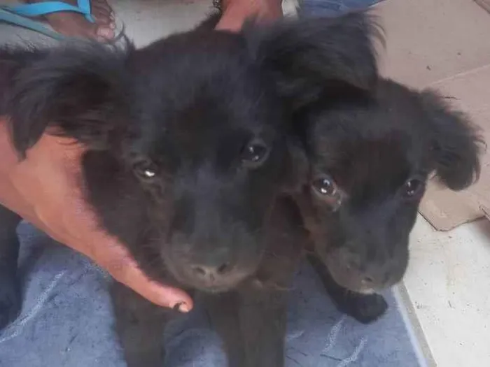 Cachorro ra a - idade 2 a 6 meses nome Frederico e Café 